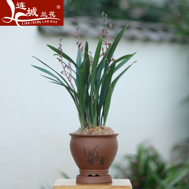 丰财报岁 连城兰花墨兰净化空气植物鲜花小盆景 室内创意绿植盆栽