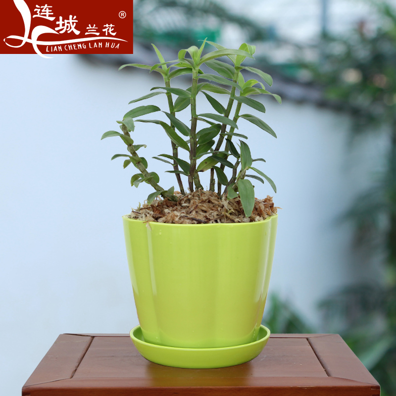 冠豸山铁皮石斛 室内办公室书房绿 色植物花卉小盆栽盆景包邮