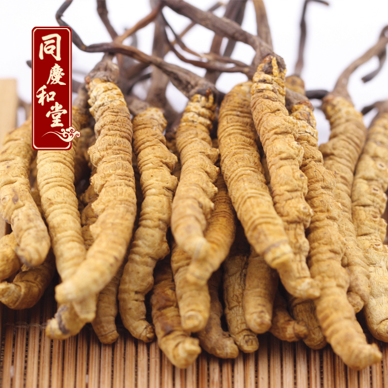 【满10克送黑枸杞】同庆和堂正品冬虫夏草野生精挑品质4条1克