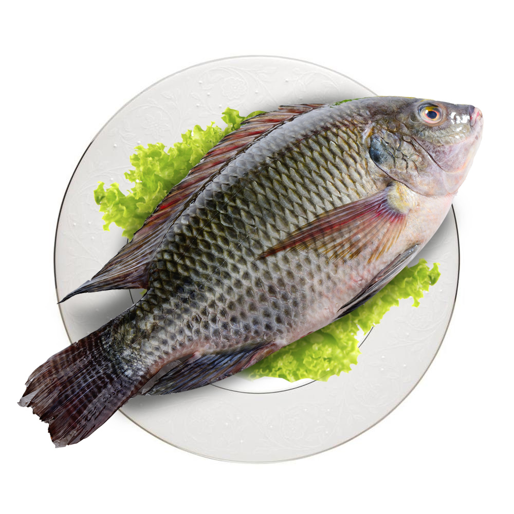 GUOLIAN  罗非鱼2条装1.4斤 鱼类水产去鳞去鳃去内脏300-400/条